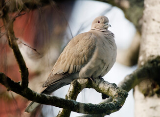 Eurasian Collared Dove (Streptopelia decaocto) perched on the ground for close portrait shot with dark background on sunny morning
