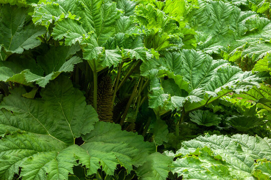 Giant gunnera leaves known as Chilean Rhubarb