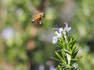 ローズマリーの花と蜜蜂