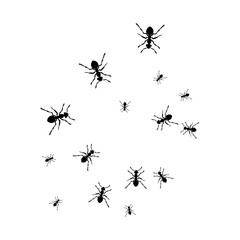 Ant Colony Illustration