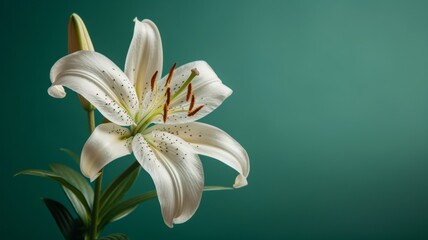 Lily flower on a plain green background.  
