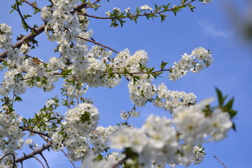 Close-up shoots of tree flowers in april