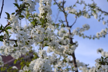Close-up shoots of tree flowers in april