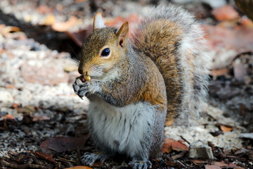 Eichhörnchen in Florida