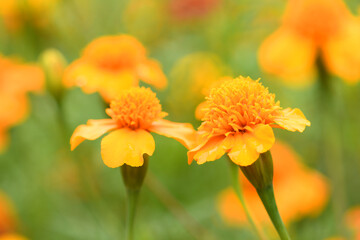 Flowers Marigolds. Side view. High resolution photo. Selective focus.