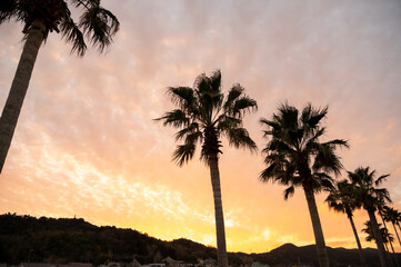 夕焼けに染まる海岸沿いのヤシの木の並木