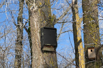 a bat nest box on the tree