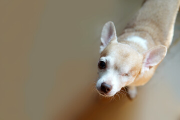 A Chihuahua dog with one eye. Blind dog on beige background
