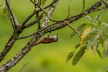 Naklejka na ściany i meble Bico_virado_carijo - Xenops rutilans bird perched upside down on a tree branch, Minas Gerais, Brasil