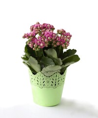 Naklejka na ściany i meble pink small flowers of calanhoe potted plant close up