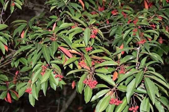 Stravanesia davidiana tree with red fruits at autumn close up