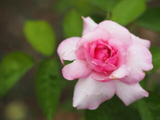 ピンクのバラ　夢香　ゆめか