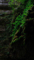 Obraz premium Moss and ferns on a rock