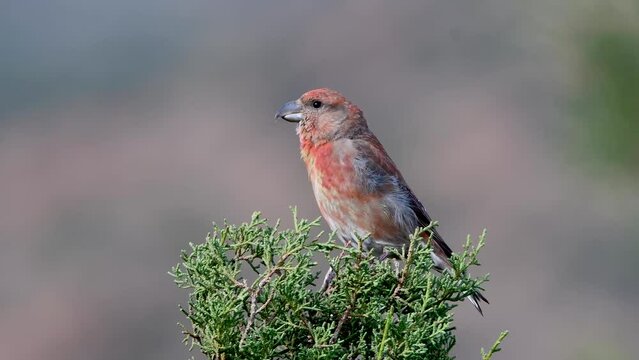 Red Crossbill (Loxia Cuvirostra) perching on juniper tree