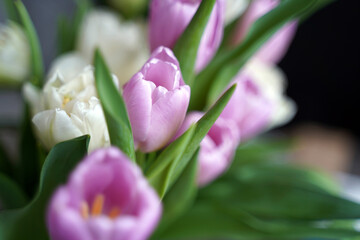 Bouquet of pink and white tulips. Close-up