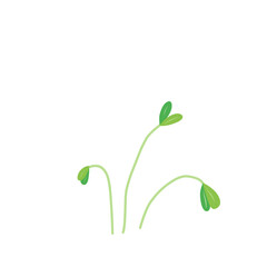 Microgreen plants Illustration 