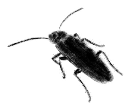 Cucaracha de color negro con efecto tiza. Ilustración aislada sin fondo. Dibujo de silueta negra de bicho. Insecto doméstico artrópodo y plaga.
