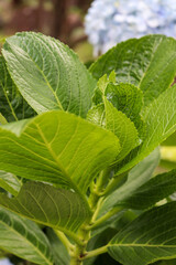 close up of green leaves