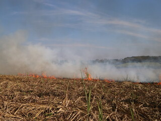 Straw burning after harvesting at the rice field, smoky fields, burning residue disturbs the cleanliness of the air
