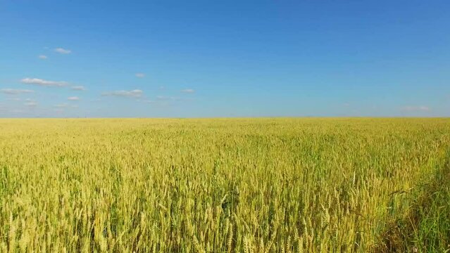 Rue field full of ears at summer sunny day. Aerial view