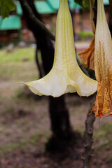 autumn leaves on the ground
