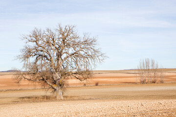 árbol con ramas secas que se extienden bajo el cielo azul