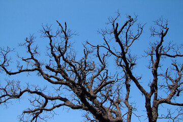 árbol con ramas secas que se extienden bajo el cielo azul