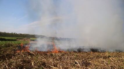 Straw burning after harvesting at the rice field, smoky fields, burning residue disturbs the...