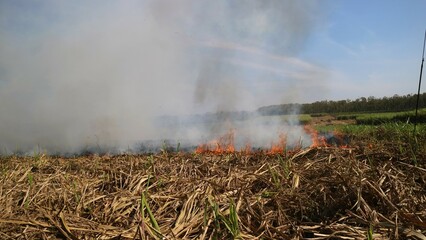 Straw burning after harvesting at the rice field, smoky fields, burning residue disturbs the...