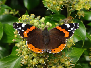 Red admiral (Vanessa atalanta ab. bialbata) feeding on ivy flowers