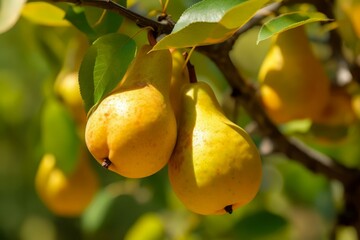 Yellow ripe pears on branch tree. Leaf fresh harvest food grow tasty. Generate Ai