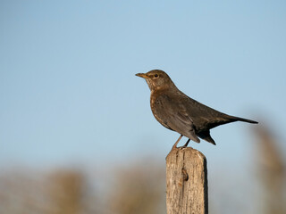 Blackbird, Turdus merula