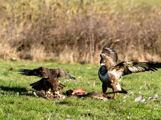 Common buzzard, Buteo buteo