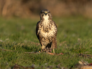 Common buzzard, Buteo buteo