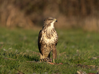 Common buzzard, Buteo buteo