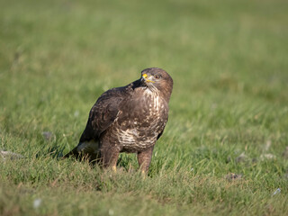 Common buzzard, Buteo buteo