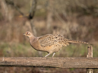Common pheasant, Phasianus colchicus