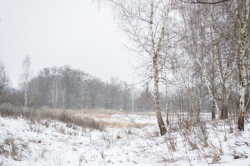 trees in the snow