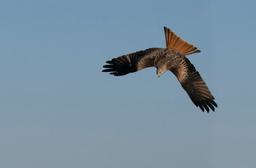 Red kite, Milvus milvus