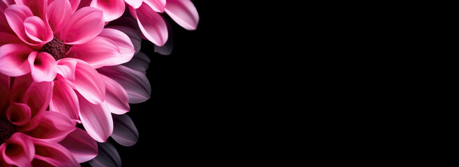 Flowers with pink petals on a black background.