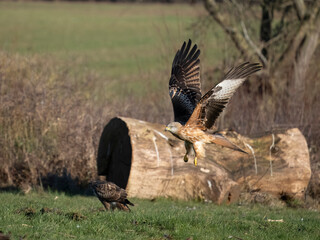 Red kite, Milvus milvus