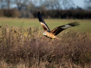 Red kite, Milvus milvus