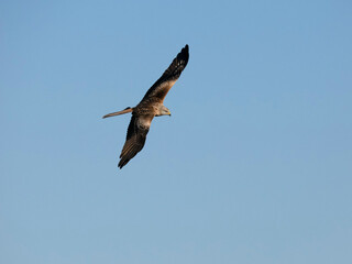 Red kite, Milvus milvus