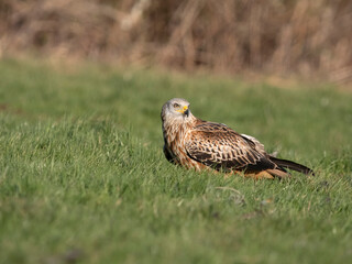 Red kite, Milvus milvus