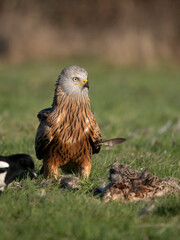 Red kite, Milvus milvus
