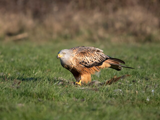 Red kite, Milvus milvus