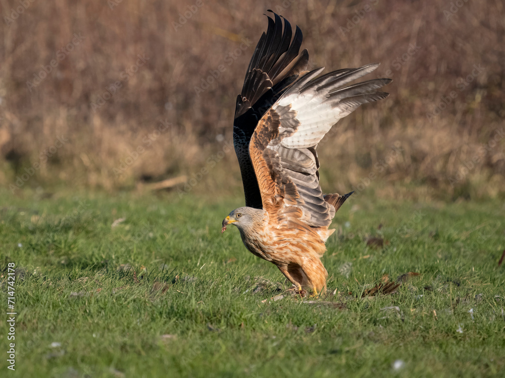 Wall mural Red kite, Milvus milvus