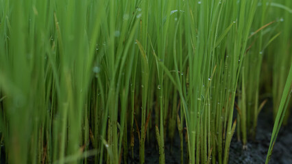 Sapling planting of rice preparations.