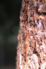ants on the tree