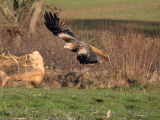 Red kite, Milvus milvus